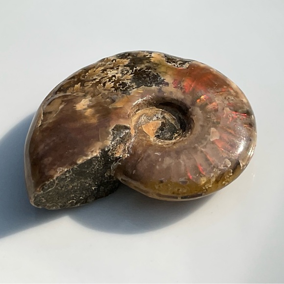 Ammonite (Rams Head) - Picture 2 of 12